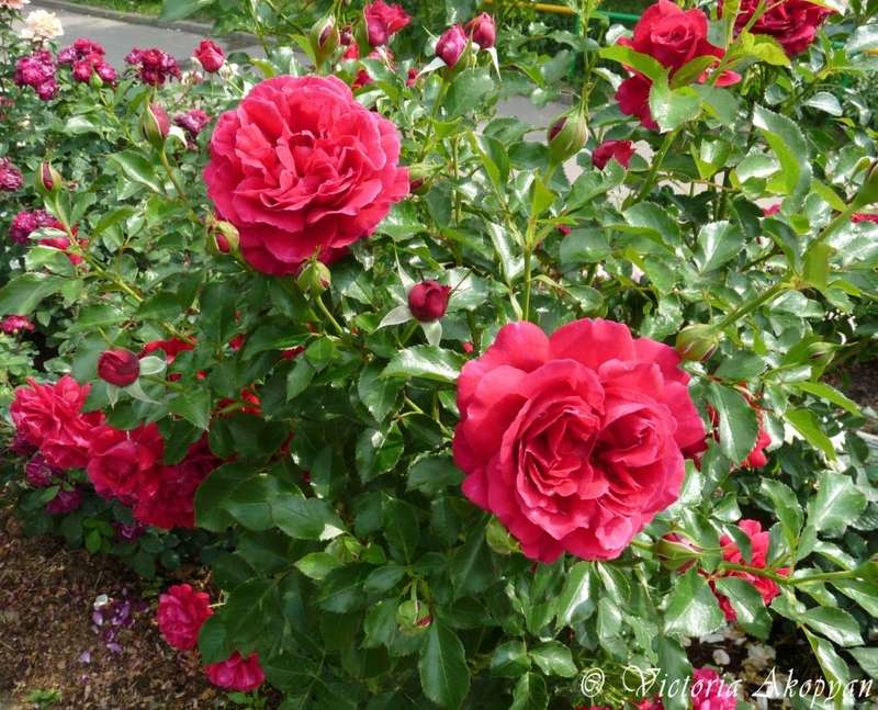 Роза Мадригал 7