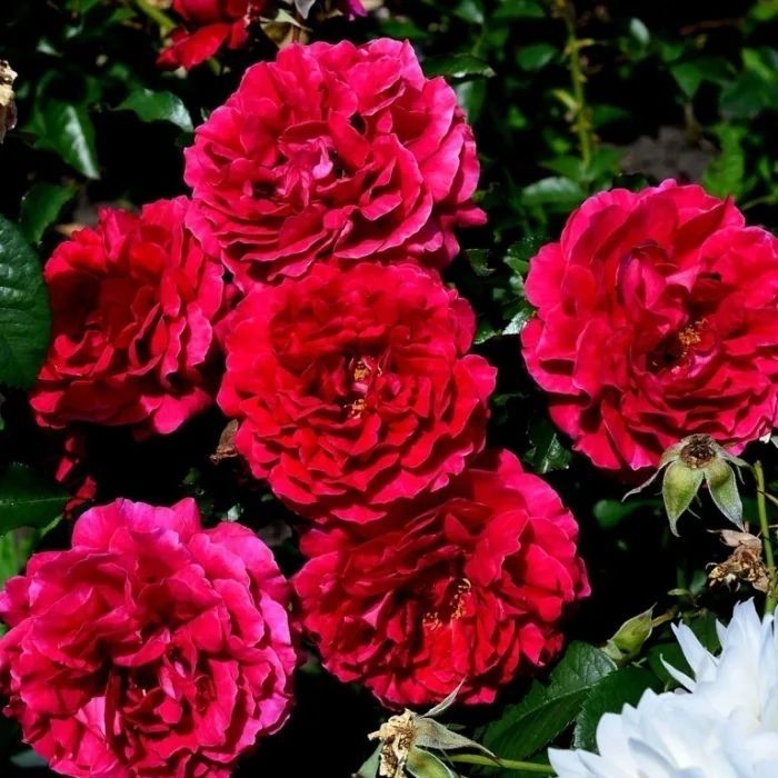 Роза Мадригал