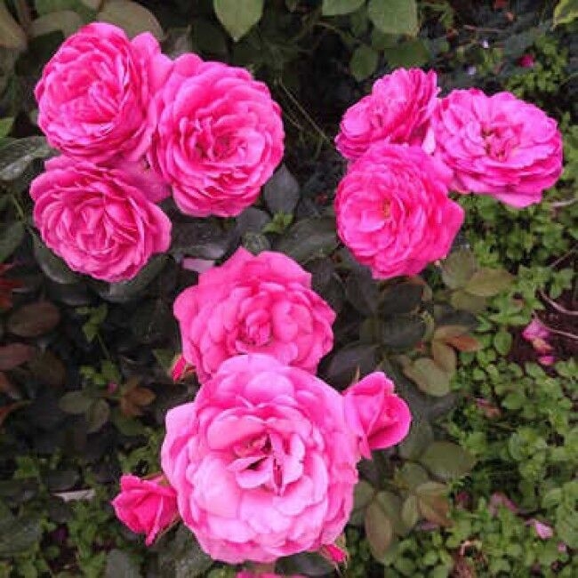 Роза Маджента 2