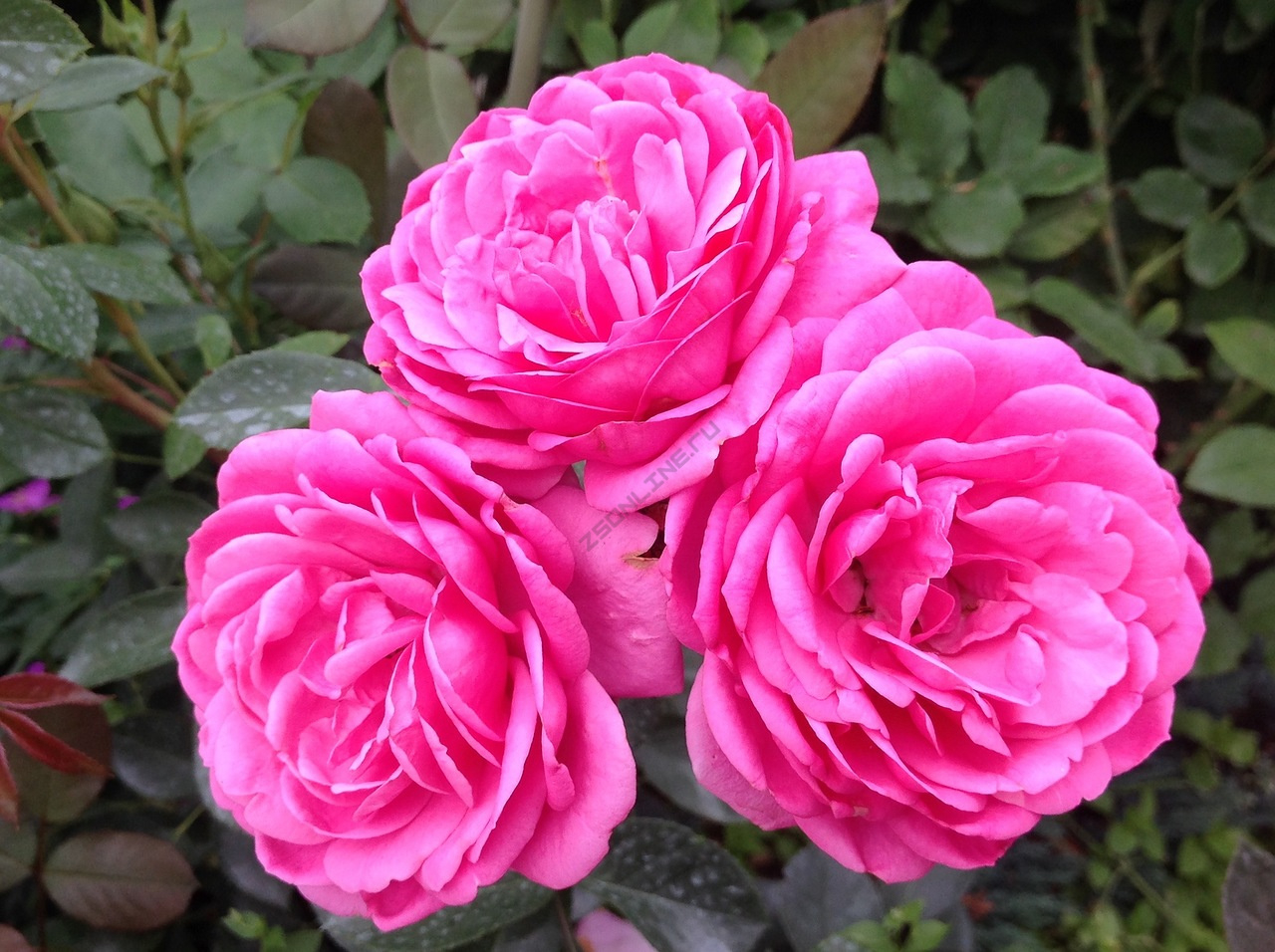 Роза Маджента 4