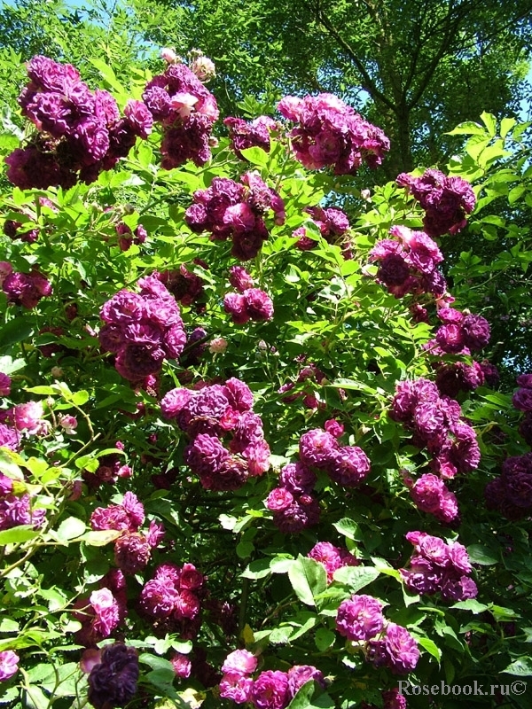 Роза Маджента 5