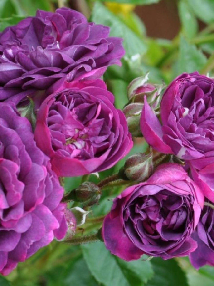 Роза Маджента