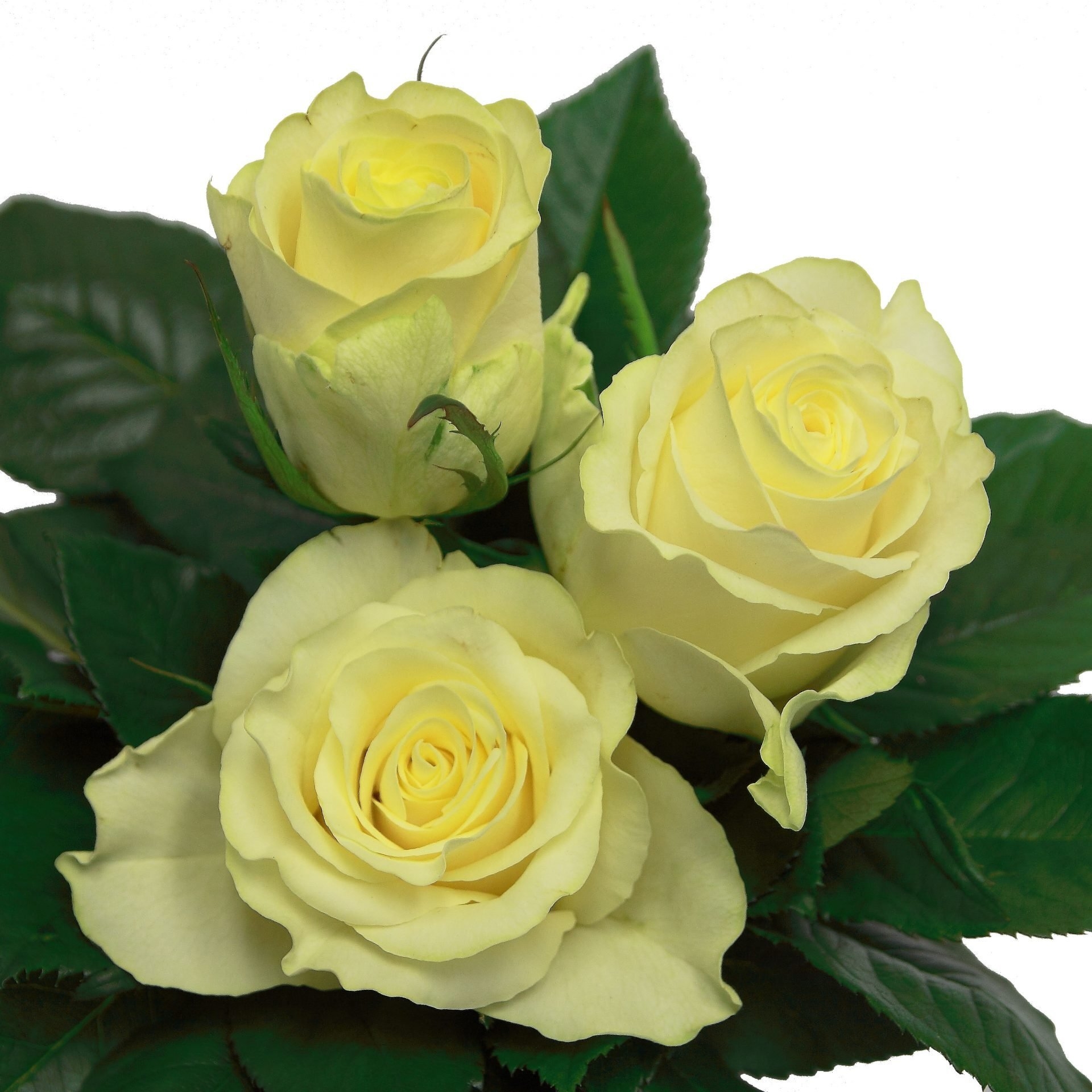 Роза Магади 2