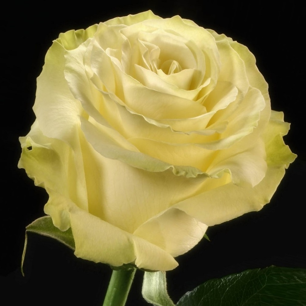 Роза Магади 4