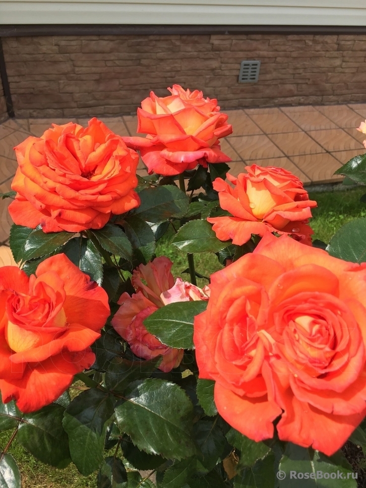 Роза Магдалена 2