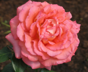 Роза Магдалена