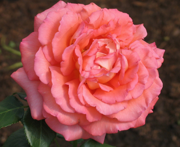 Роза Магдалена