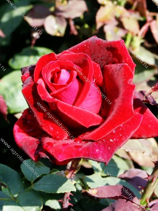 Роза Магнум 4