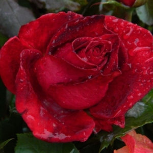 Роза Магнум