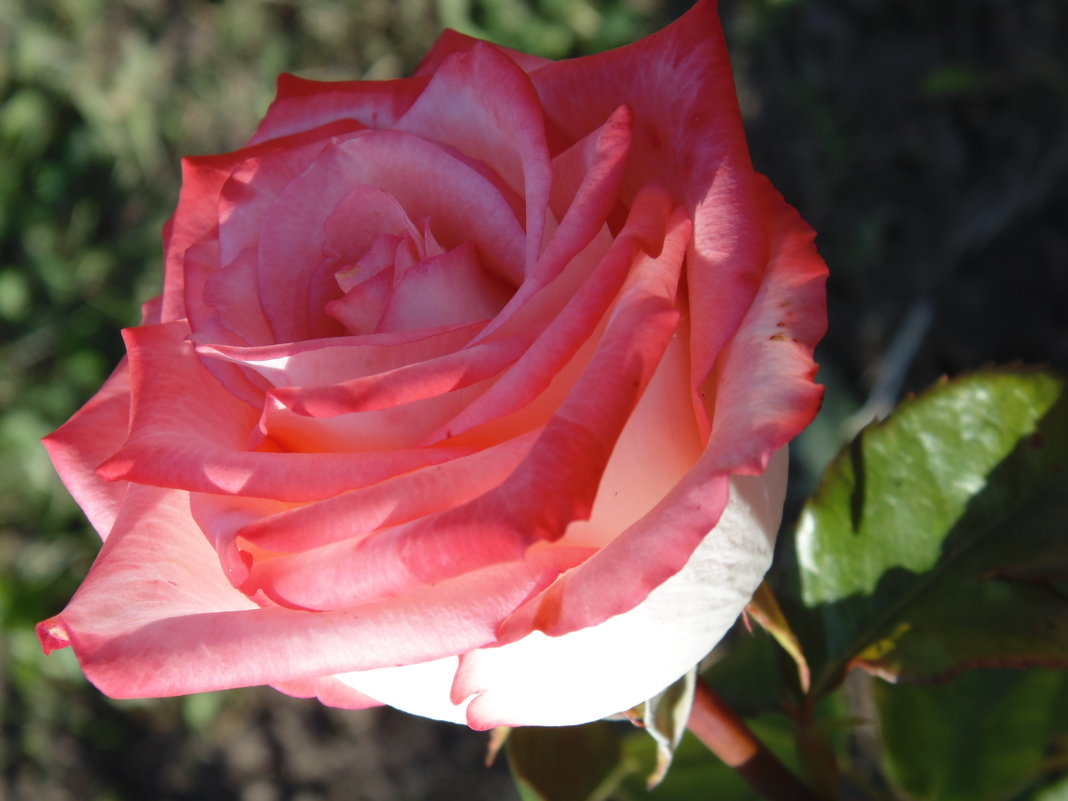 Роза Магнум 5