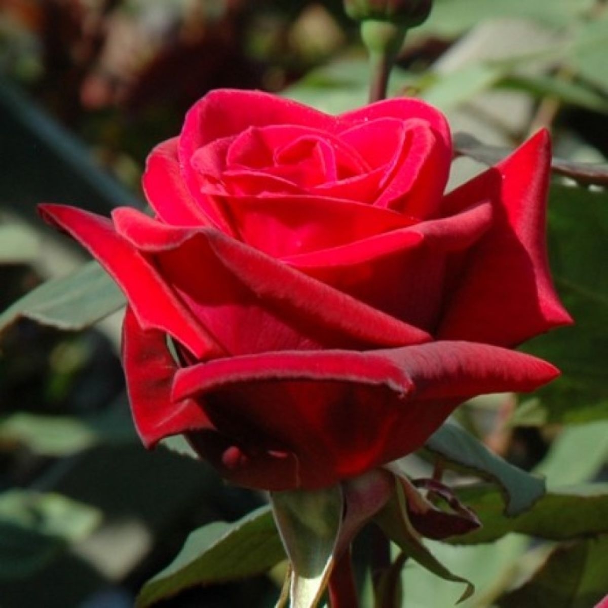 Роза Магнум 7