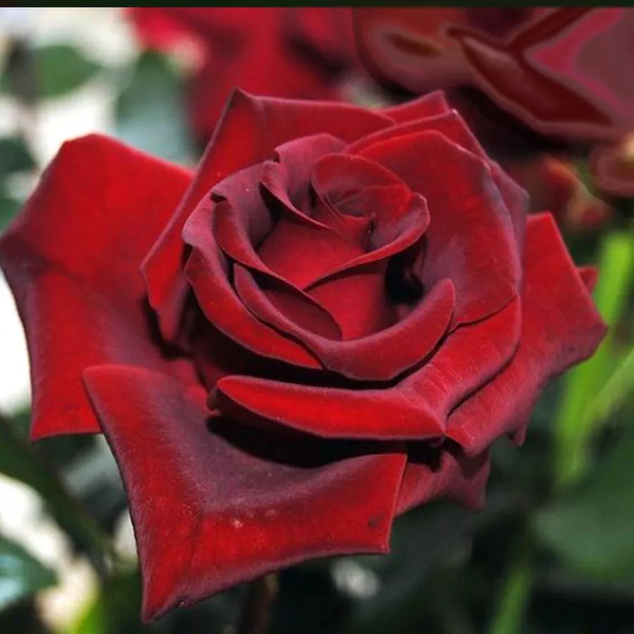 Роза Магнум 6