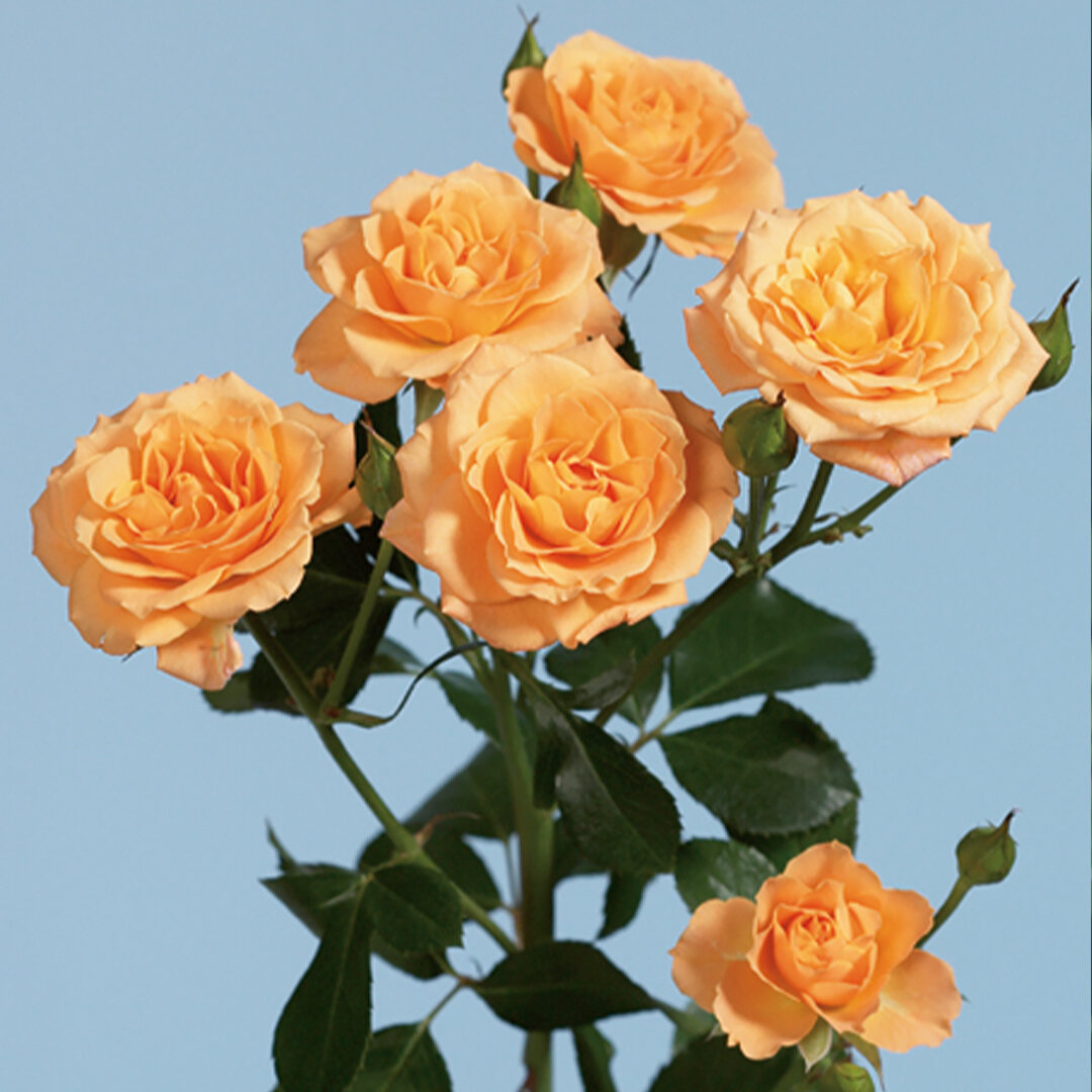 Роза Макарена 2