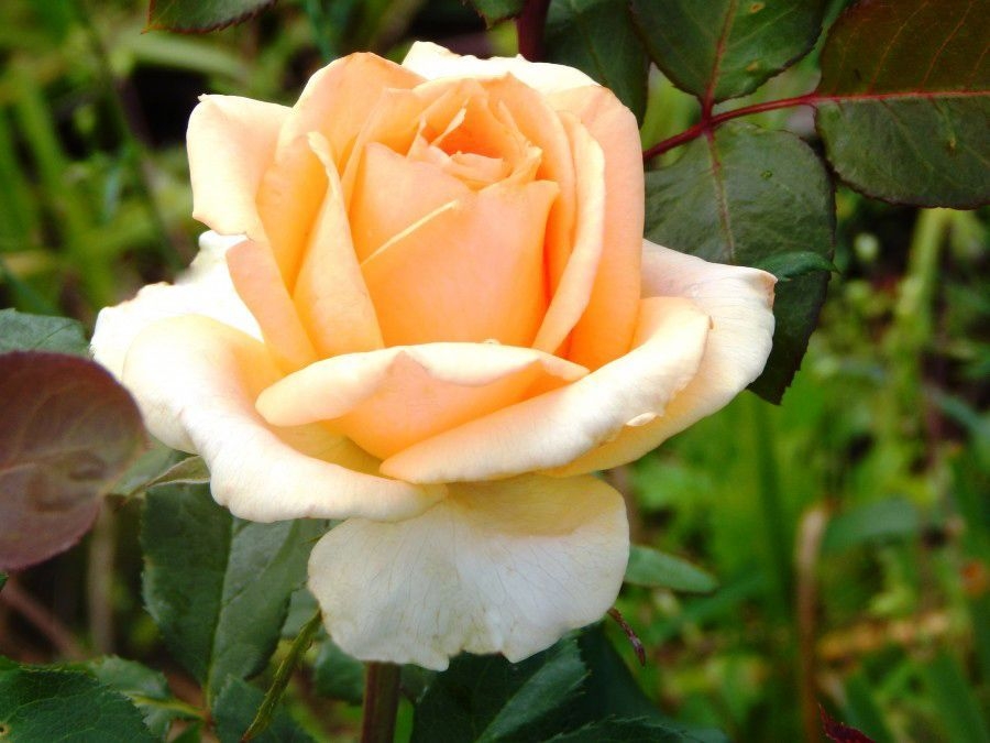 Роза Макарена 3