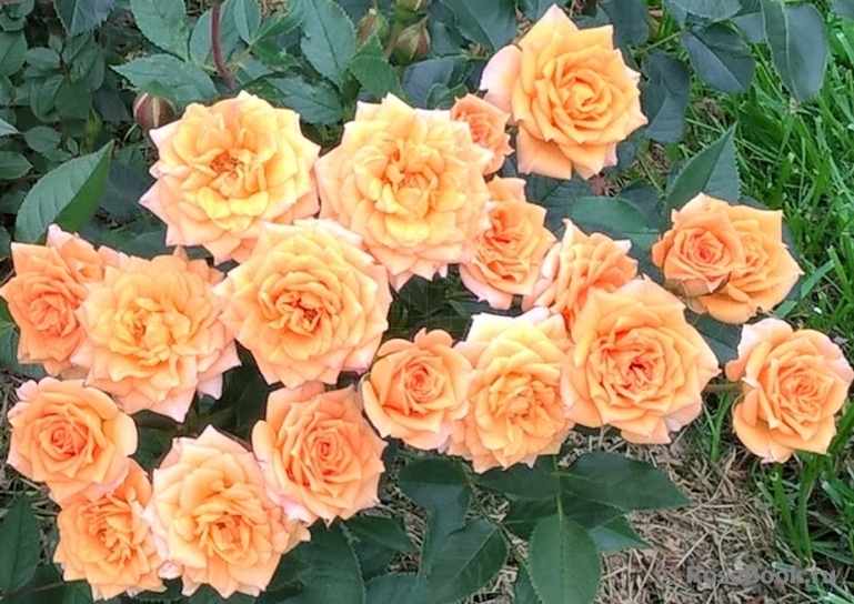 Роза Макарена 4