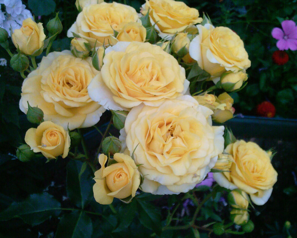 Роза Макарена 5