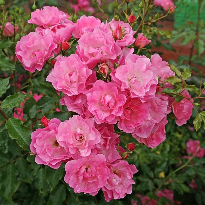 Роза Макси Вита 2