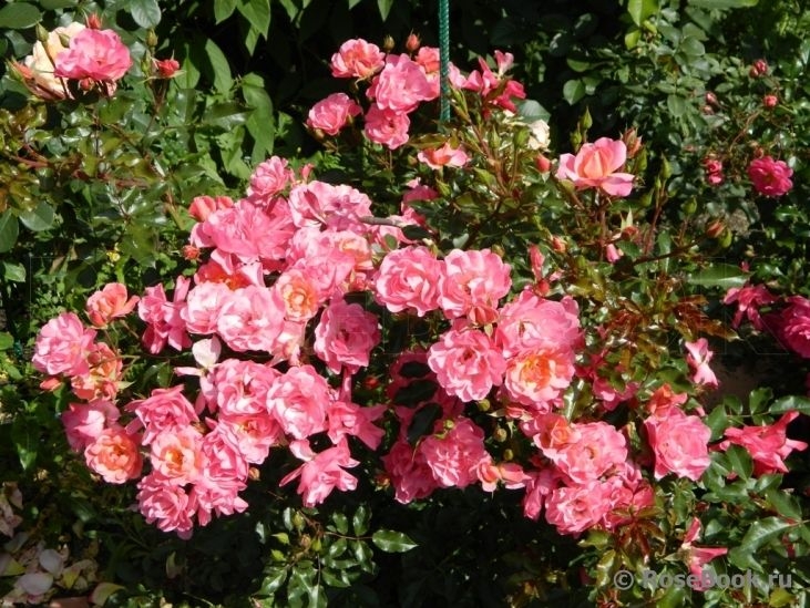 Роза Макси Вита 3