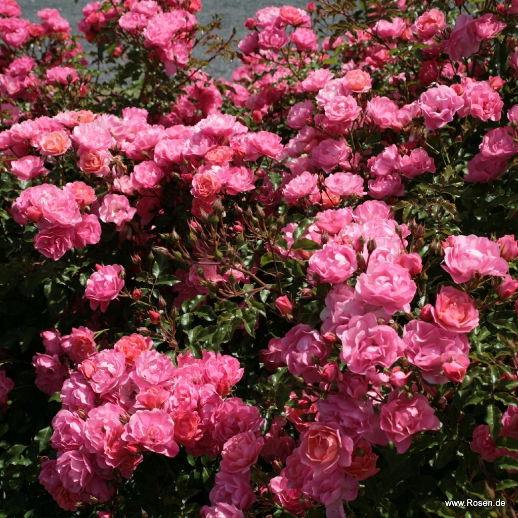 Роза Макси Вита 4