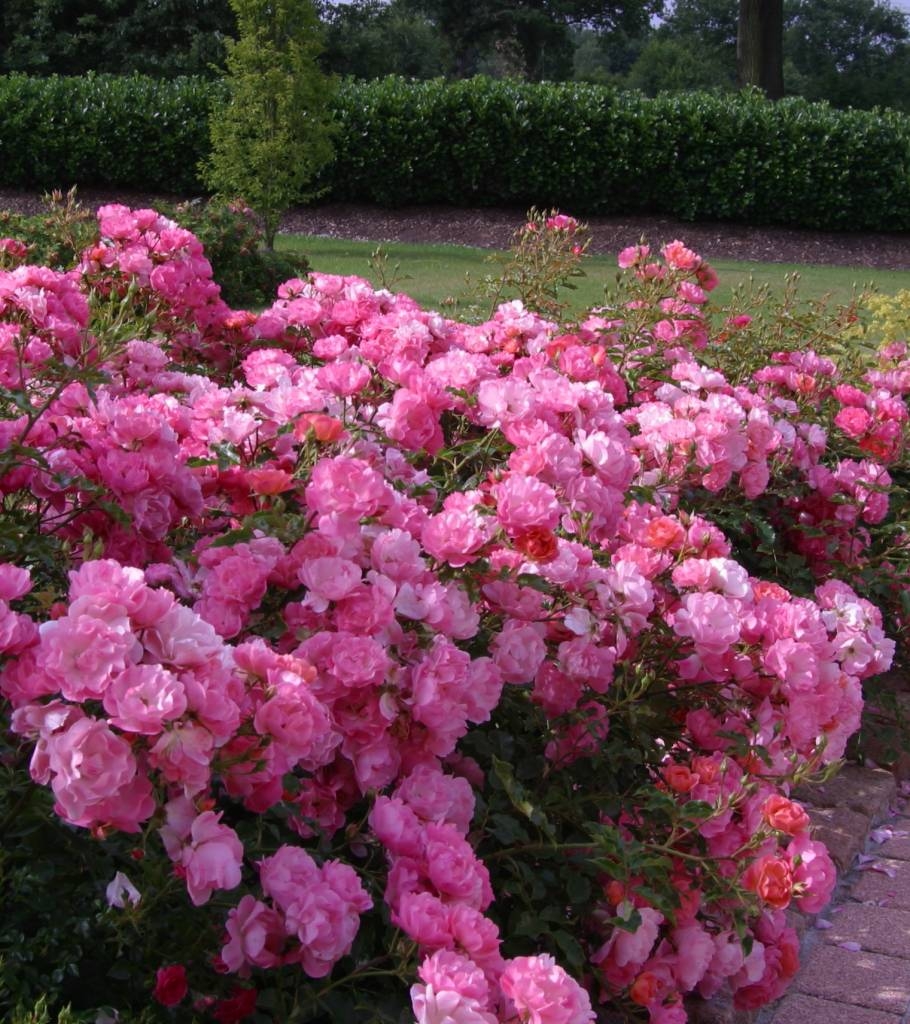 Роза Макси Вита 5