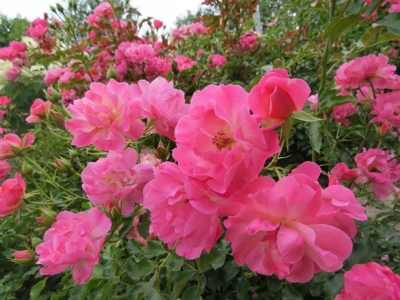 Роза Макси Вита