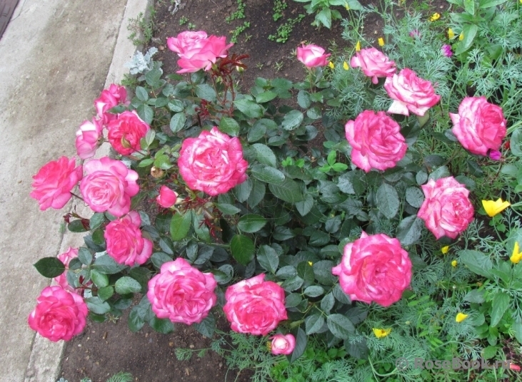 Роза Максим 3