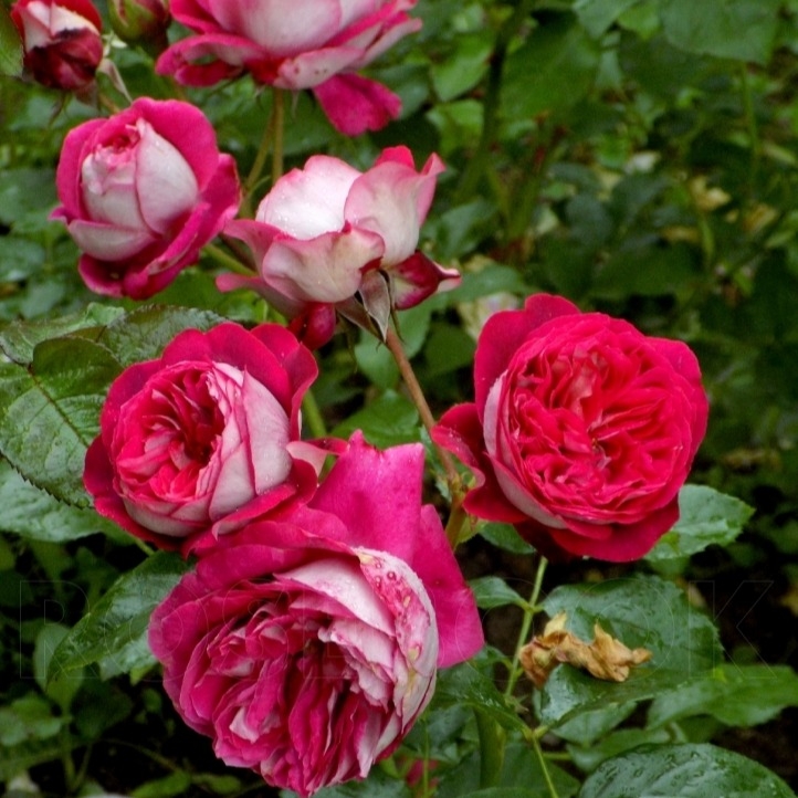 Роза Максим 4