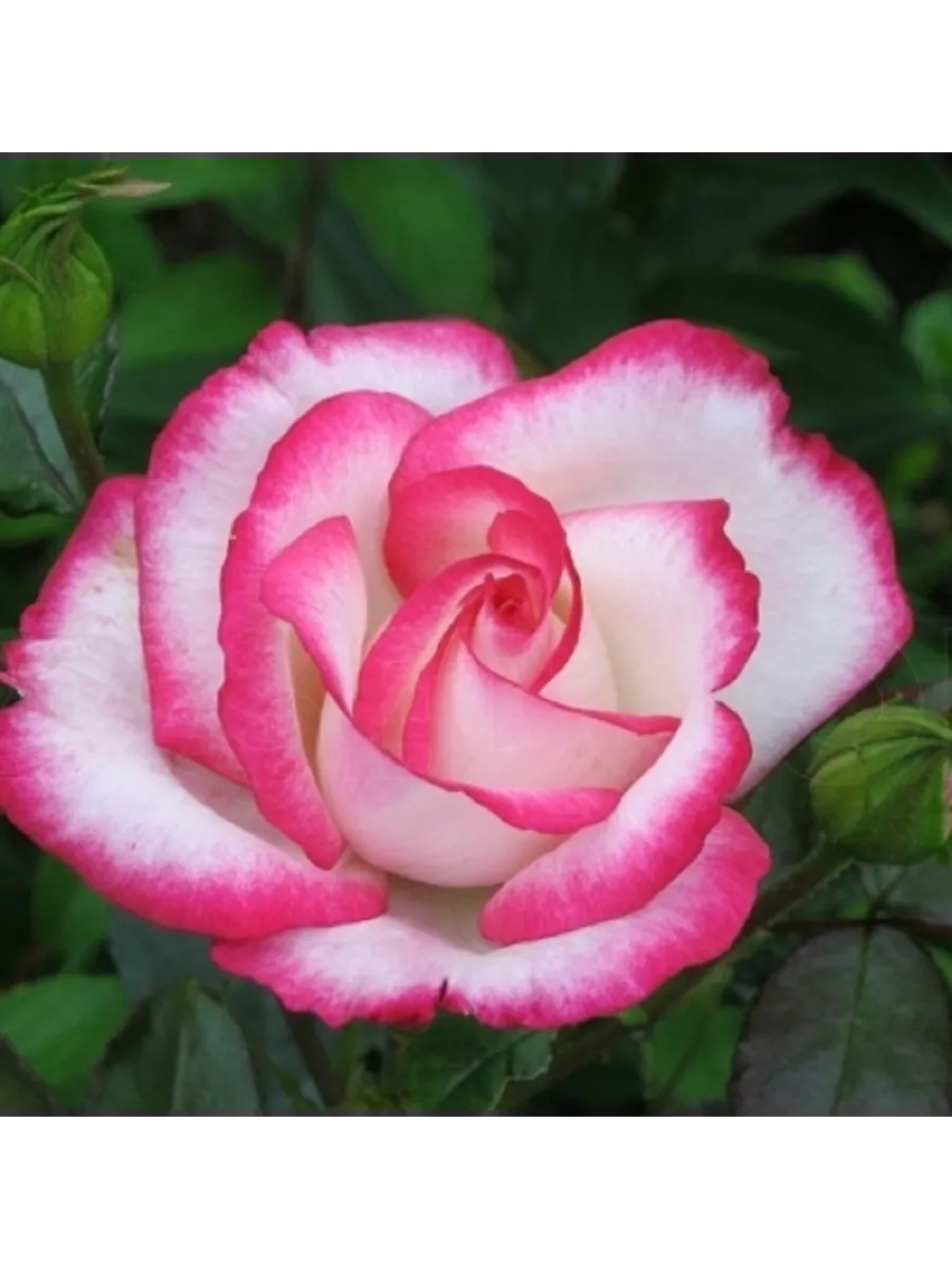 Роза Максим 2