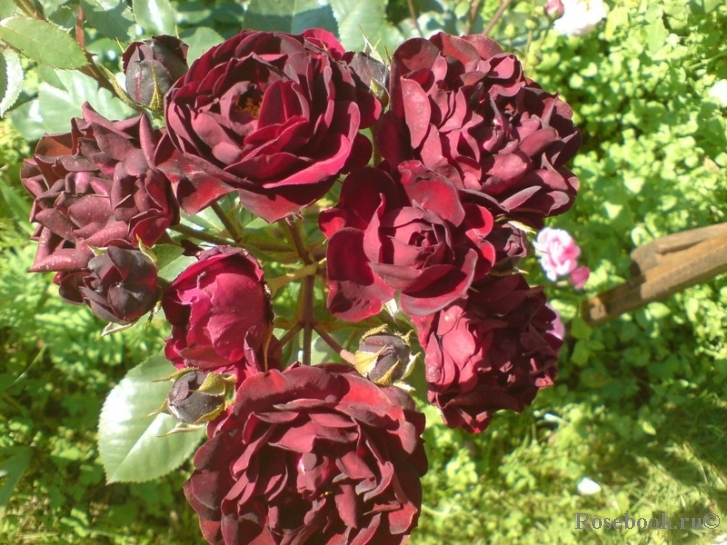 Роза Маликорн 2