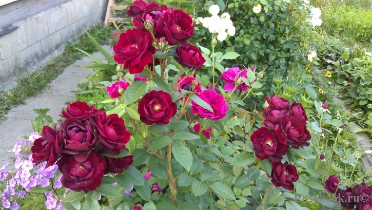 Роза Маликорн 3