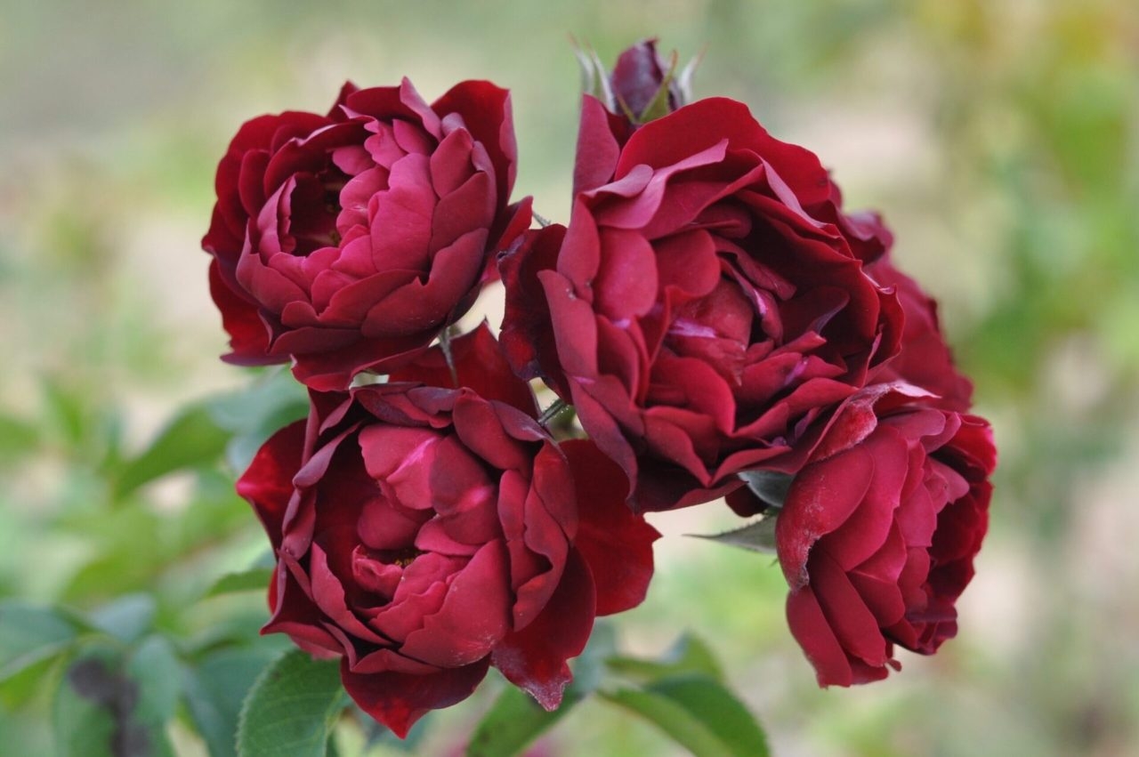 Роза Маликорн 4