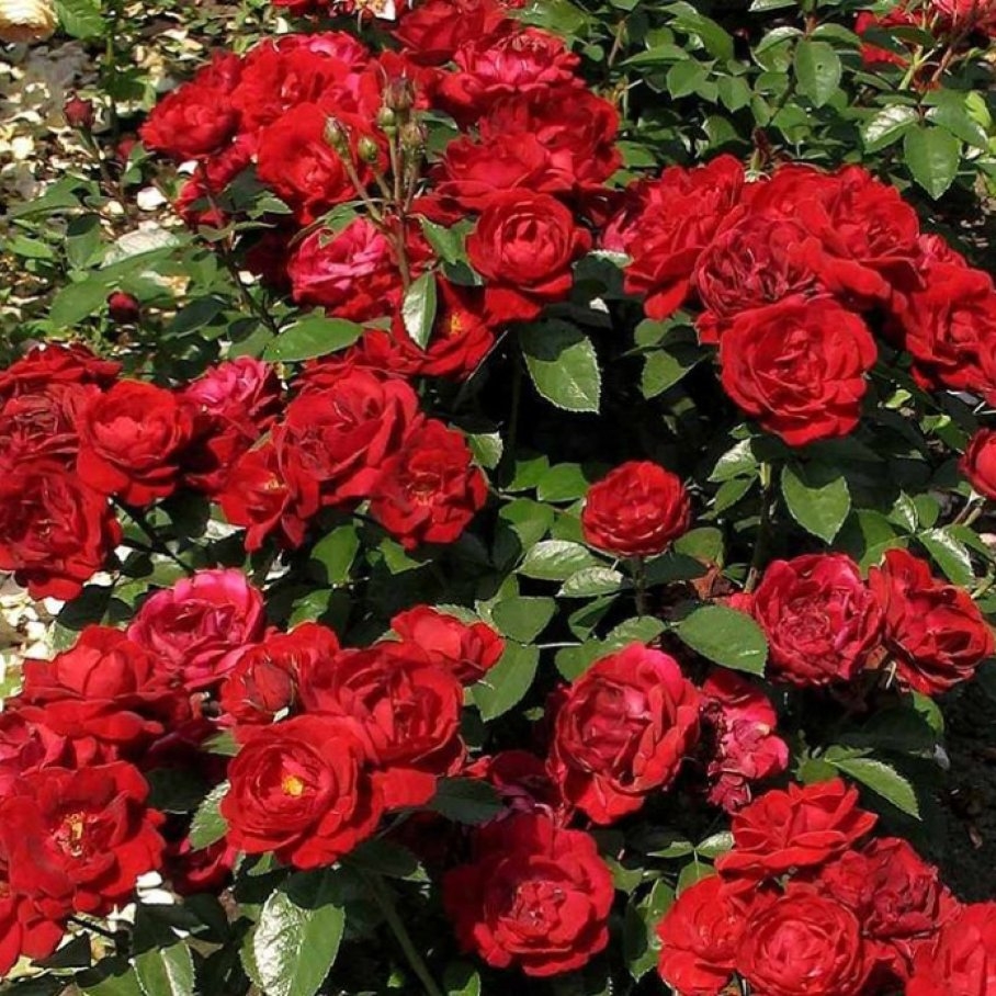 Роза Маликорн 5