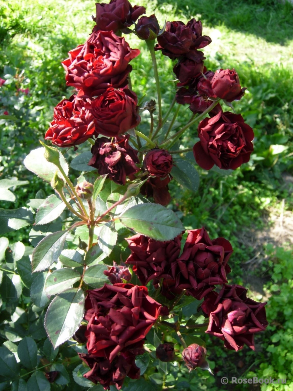 Роза Маликорн 6