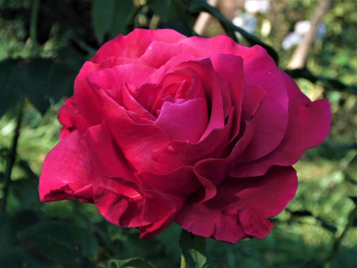 Роза Малиновый звон 2