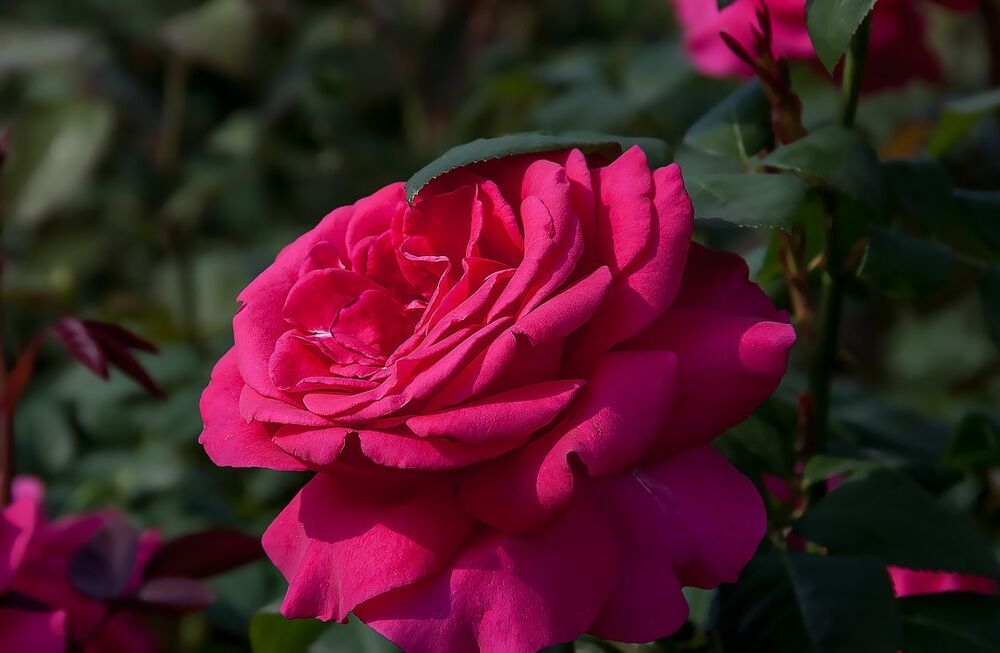 Роза Малиновый звон 3