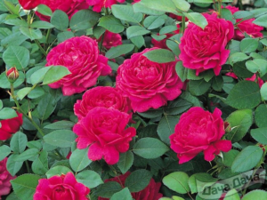 Роза Малиновый звон