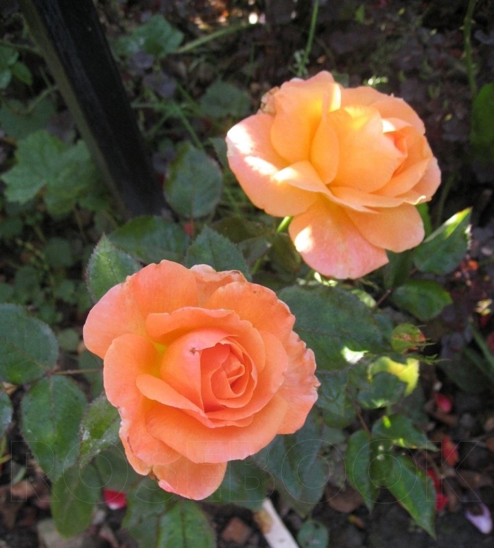 Роза Мама Мия 2