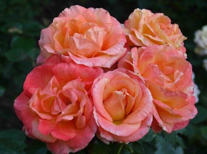 Роза Мама Мия 3