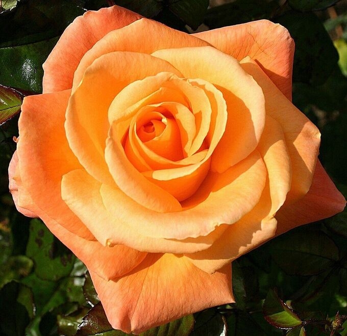 Роза Мама Мия 4