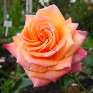 Роза Мама Мия