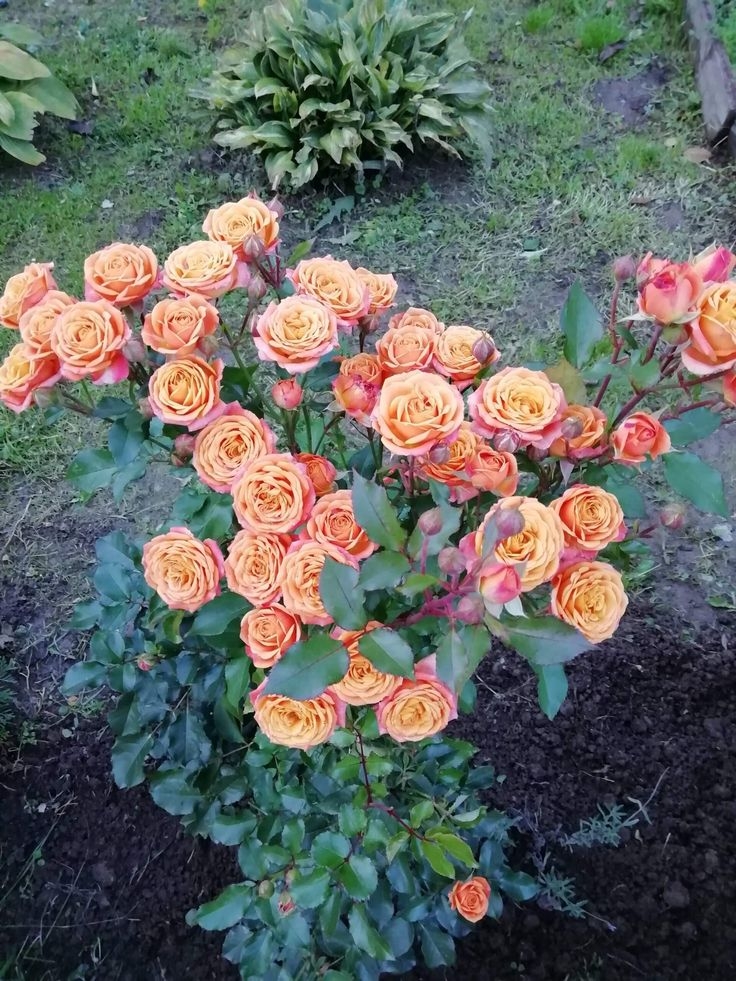 Роза Мамба 2