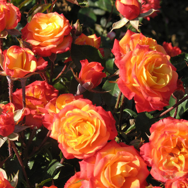 Роза Мамба 3