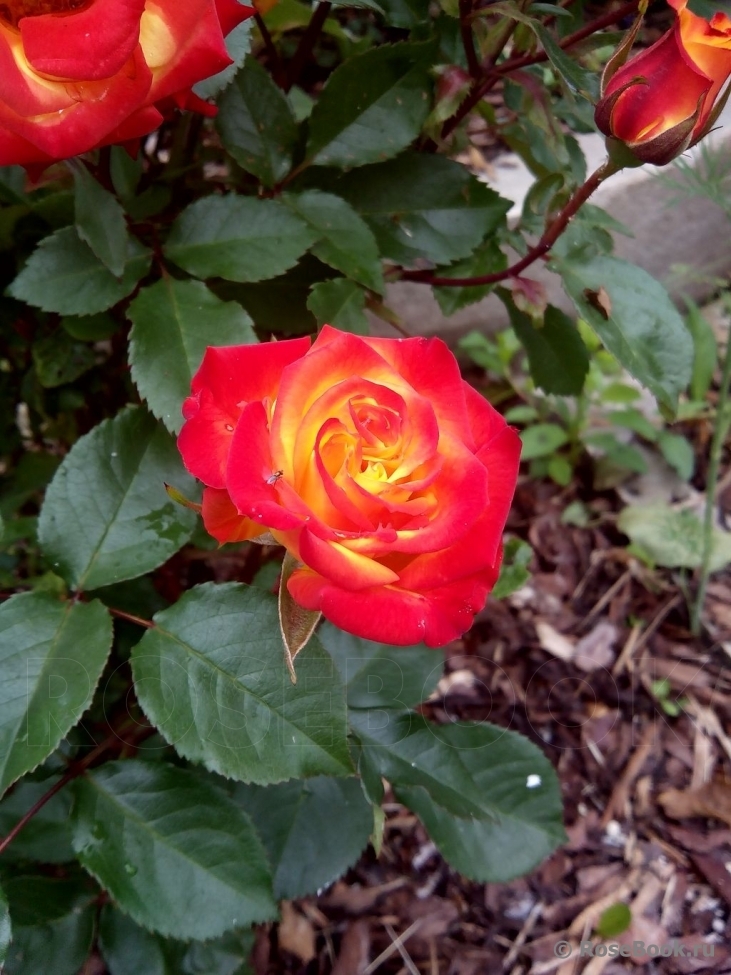 Роза Мамба 4