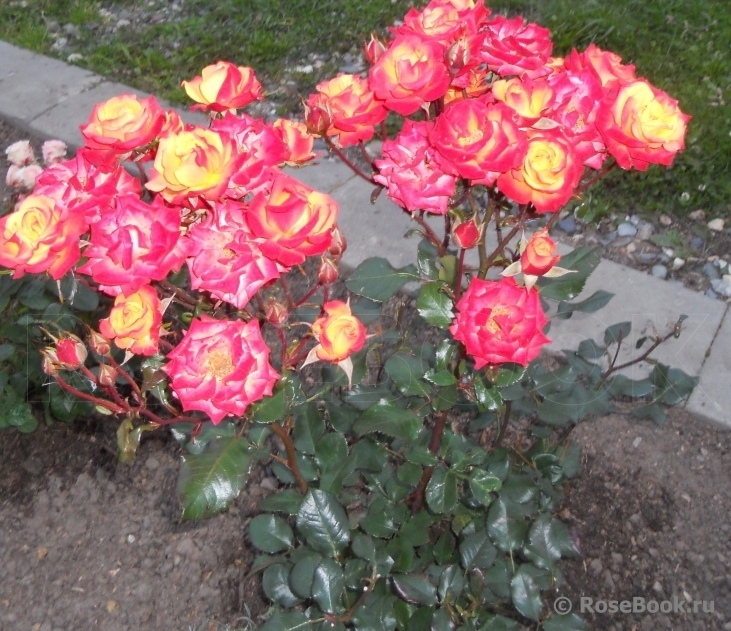 Роза Мамба 5