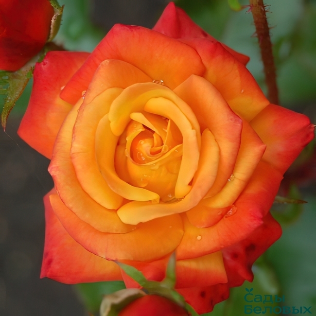 Роза Мамба 6