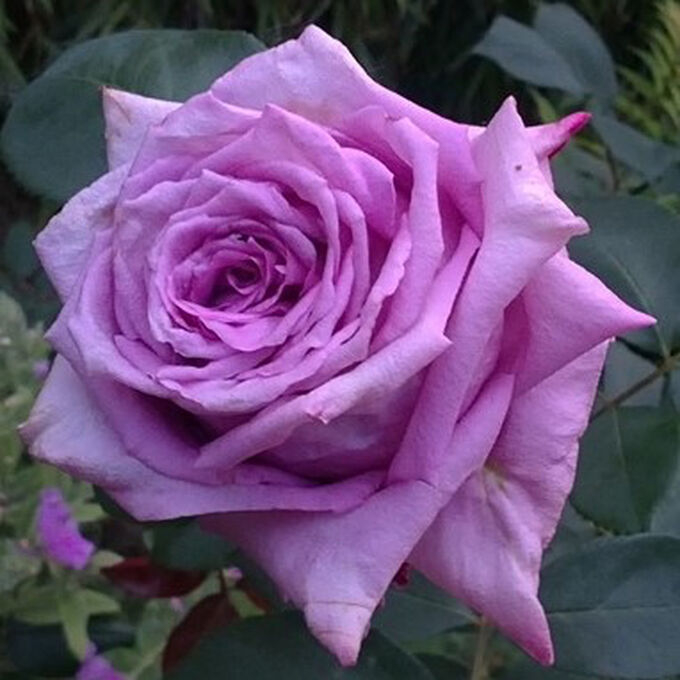 Роза Мами Блю 2