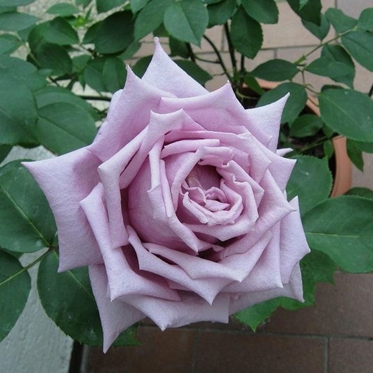 Роза Мами Блю 4