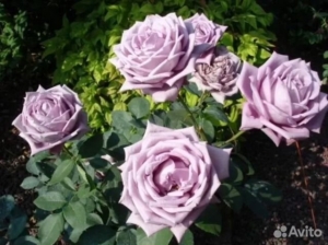 Роза Мами Блю