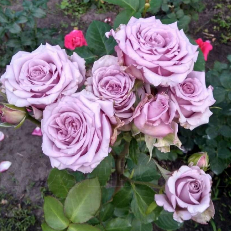 Роза Мами Блю 5