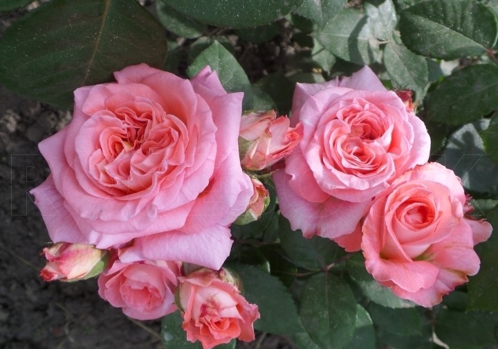 Роза Мами Дитьер 2